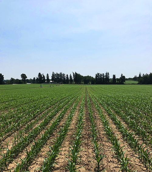Premier Seed Group corn field